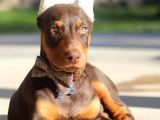 Biblo Gibi Kızıl Doberman Estetikli Yavrular