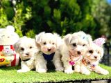 Büyümeyecek Maltese Bebekler