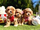 Kızıl Kahve Maltipoo Güzel Yüzlü Yavrular