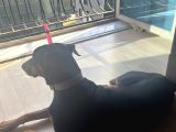 Doberman