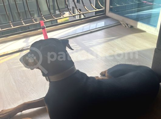 Doberman görsel