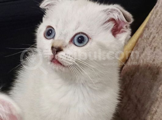 Prenses görsel