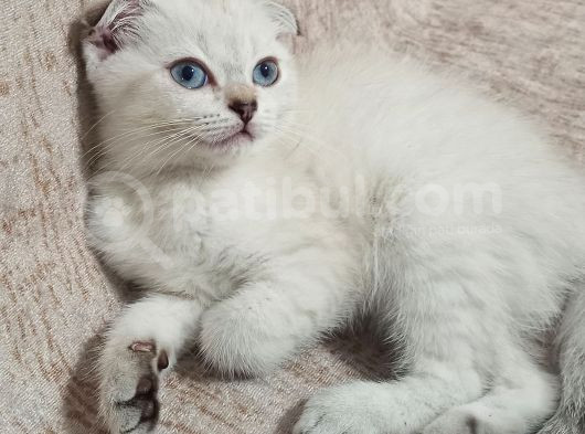 Prenses görsel