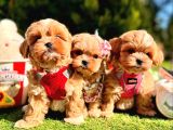 Maltipoo kore anne babadan yavrular
