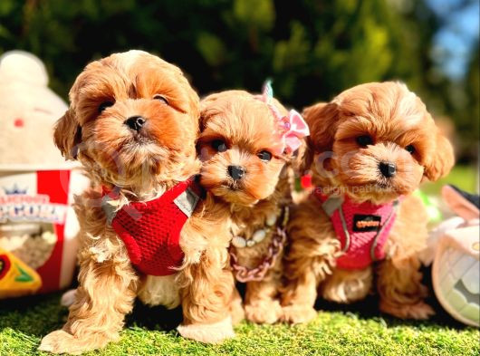 Maltipoo kore anne babadan yavrular