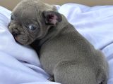 Orjinal Mikro Blue French Buldog