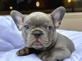 Orjinal Mikro Blue French Buldog