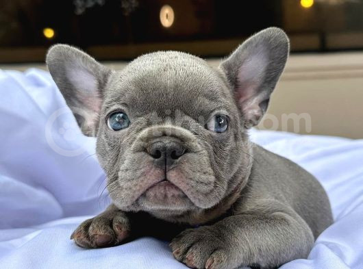 Orjinal Mikro Blue French Buldog görsel