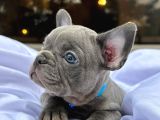 Orjinal mikro blue French buldog