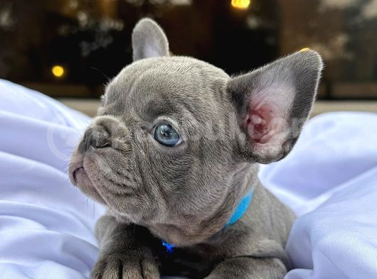 Orjinal Mikro Blue French Buldog