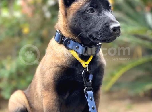 A Kalite Malinois Yavrular görsel
