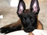 A kalite malinois yavrular