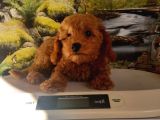 Çok Tatlı Orijinal Toy Poodle Yavrusu
