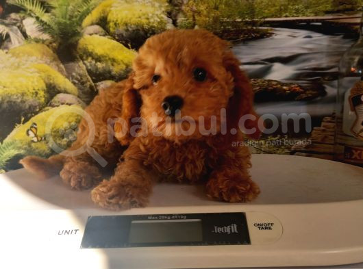 Çok Tatlı Orijinal Toy Poodle Yavrusu görsel