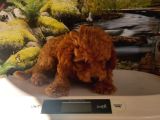 Çok Tatlı Orijinal Toy Poodle Yavrusu