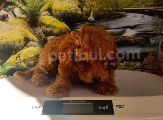 Çok Tatlı Orijinal Toy Poodle Yavrusu görsel