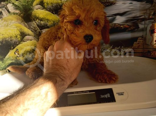 Çok Tatlı Orijinal Toy Poodle Yavrusu görsel