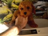 Çok Tatlı orijinal toy poodle yavrusu