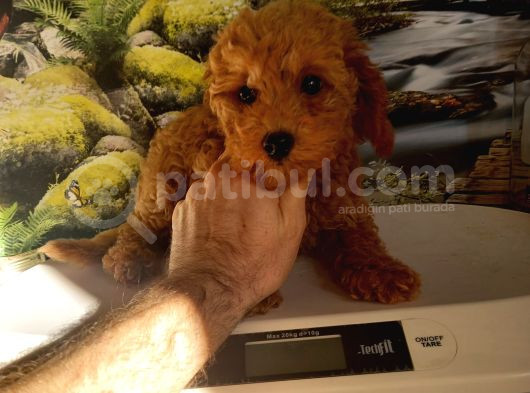 Çok Tatlı Orijinal Toy Poodle Yavrusu
