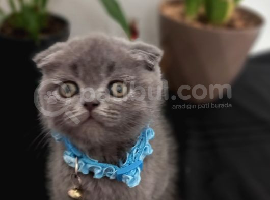 Ayıcık Surat Scotsh Bebek görsel
