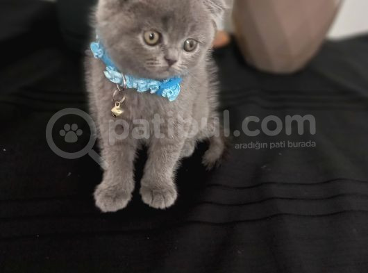Ayıcık Surat Scotsh Bebek görsel