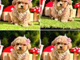 Maltipoo Kore Anne Babadan Yavrular