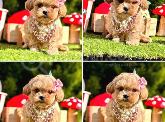 Maltipoo Kore Anne Babadan Yavrular görsel