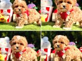 Maltipoo Kore Anne Babadan Yavrular