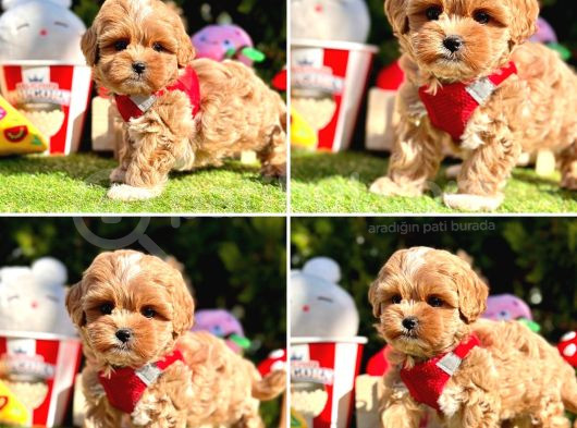 Maltipoo Kore Anne Babadan Yavrular görsel