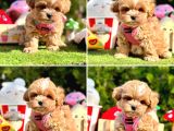 Maltipoo Kore Anne Babadan Yavrular