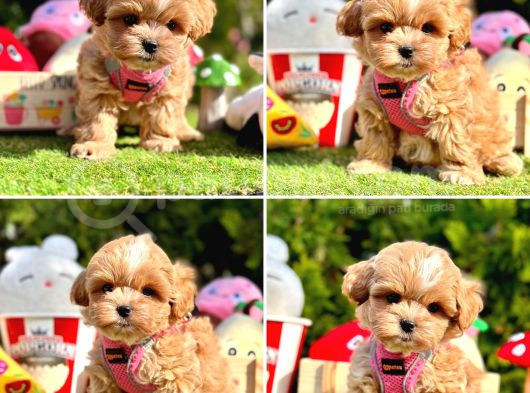 Maltipoo Kore Anne Babadan Yavrular görsel