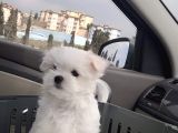 Biblo Gibi Maltese Bebekler Orjinal