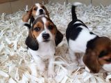 AKKUŞ ÜRETİM ÇİFTLİĞİNDEN BEAGLE YAVRULARI