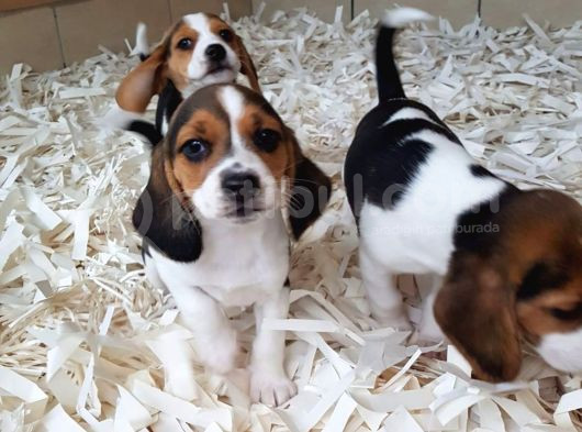 Akkuş Üreti̇m Çi̇ftli̇ği̇nden Beagle Yavrulari