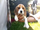 Akkuş Üreti̇m Çi̇ftli̇ği̇nden Beagle Yavrulari