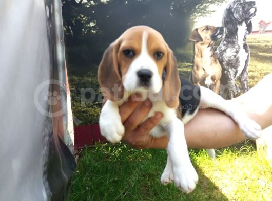 Akkuş Üreti̇m Çi̇ftli̇ği̇nden Beagle Yavrulari görsel