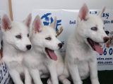 AKKUŞ ÜRETİM ÇİFTLİĞİNDEN HUSKY YAVRULARI