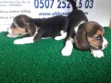 Akkuş Üreti̇m Çi̇ftli̇ği̇nden Beagle Yavrulari