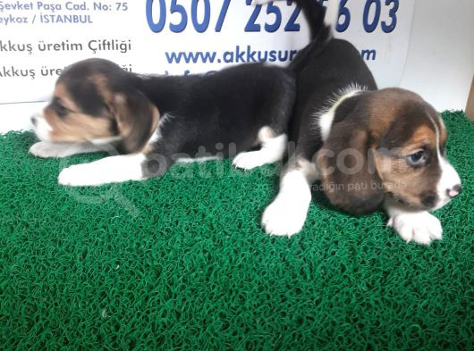 Akkuş Üreti̇m Çi̇ftli̇ği̇nden Beagle Yavrulari görsel