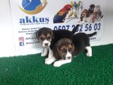 Akkuş Üreti̇m Çi̇ftli̇ği̇nden Beagle Yavrulari