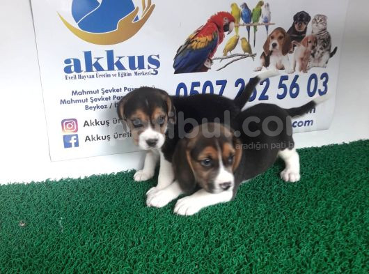 Akkuş Üreti̇m Çi̇ftli̇ği̇nden Beagle Yavrulari görsel