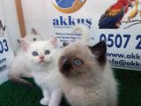 Akkuş Üreti̇m Çi̇ftli̇ği̇nden Bri̇ti̇hs Yavrulari