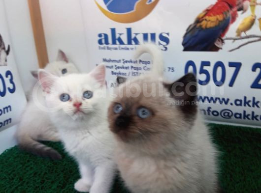Akkuş Üreti̇m Çi̇ftli̇ği̇nden Bri̇ti̇hs Yavrulari görsel