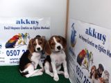 Akkuş Üreti̇m Çi̇ftli̇ği̇nden Beagle Yavrulari