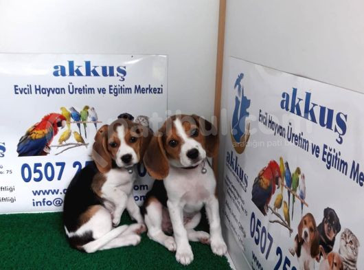 Akkuş Üreti̇m Çi̇ftli̇ği̇nden Beagle Yavrulari görsel