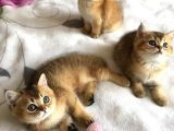 Akkuş Üreti̇m Çi̇ftli̇ği̇nden Bri̇ti̇hs Yavrulari