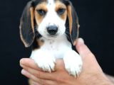 Akkuş Üreti̇m Çi̇ftli̇ği̇nden Beagle Yavrulari