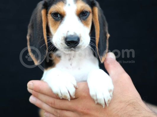 Akkuş Üreti̇m Çi̇ftli̇ği̇nden Beagle Yavrulari görsel