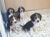 Akkuş Üreti̇m Çi̇ftli̇ği̇nden Beagle Yavrulari