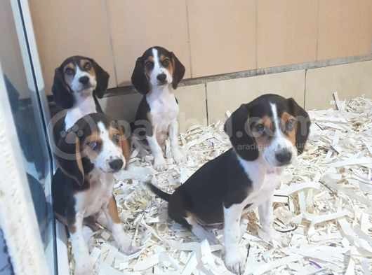 Akkuş Üreti̇m Çi̇ftli̇ği̇nden Beagle Yavrulari görsel